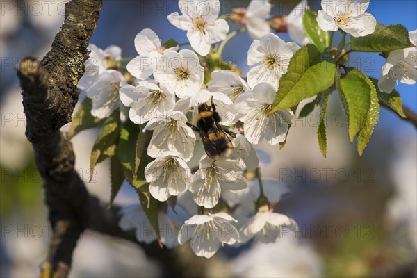 Large earth bumblebee