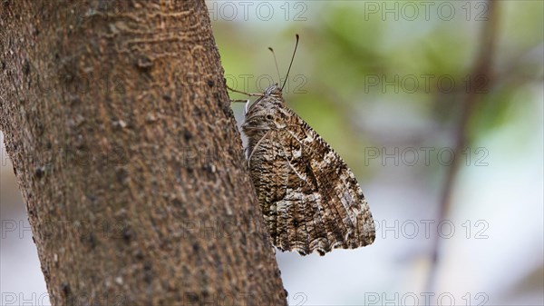 Moth