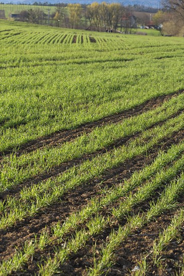 Sprouting winter wheat