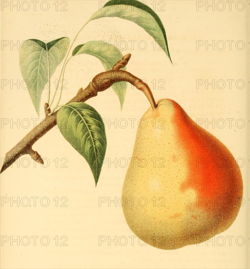 Birne der Sorte Beurre Langelier Pear
