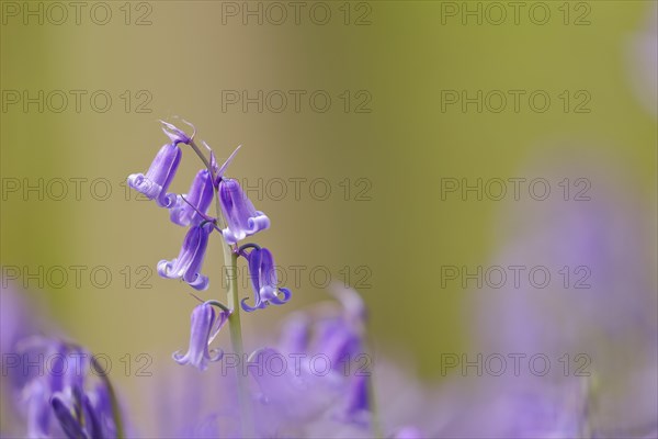 Common bluebell