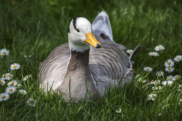 Bar-headed goose