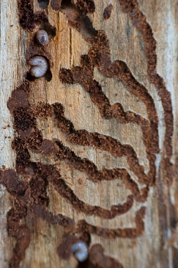 European spruce bark beetle