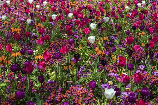 Field with flowering tulips