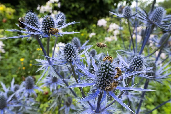 Sweat bee