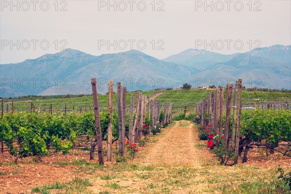 Wineyard with grape rows with roses serving as plant health indicators. Crete island