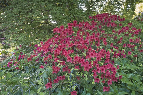 Japanese Azalea Mother s Day Photo12 imageBROKER Erhard Nerger