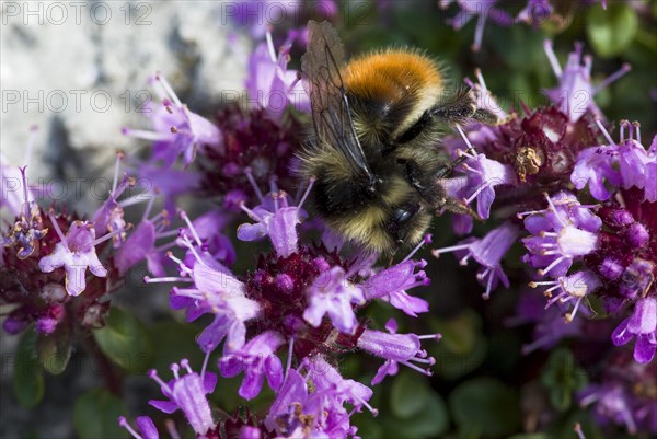 Mountain bumblebee