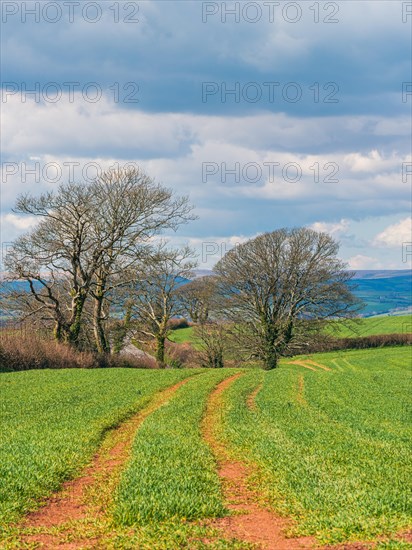 Trees and Fields