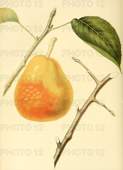 Birne der Sorte the Doyenne Boussock Pear