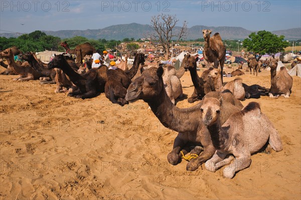 Camels at Pushkar Mela Pushkar Camel Fair famous tourist attraction in Pushkar