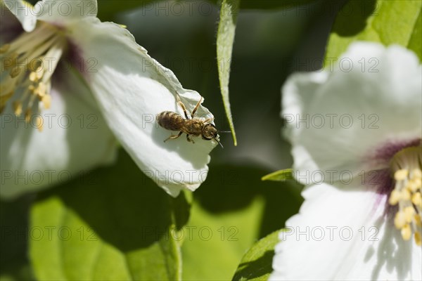 Golden shining furrow bee