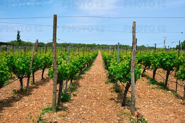 Wineyard with grape rows. Crete island