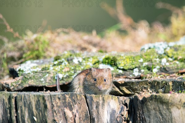 Bank vole