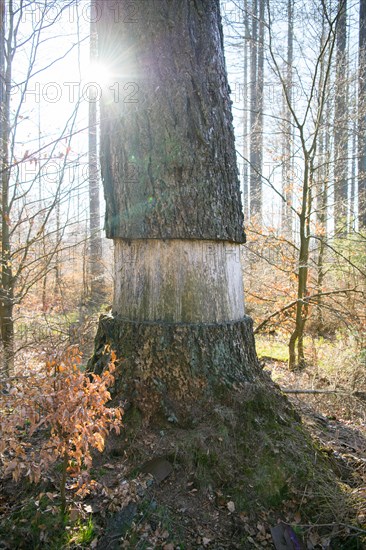 Ringing in the Eifel National Park