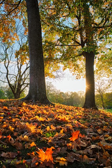 Golden autumn fall October in famous Munich relax place