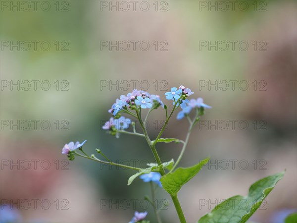 Wood forget-me-not