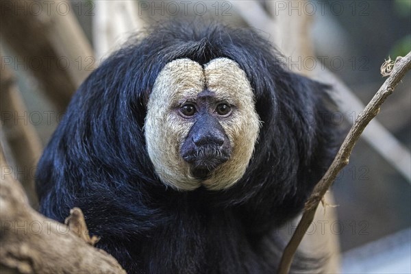 White-faced saki