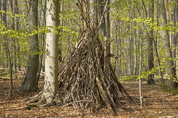 Tipi in the forest