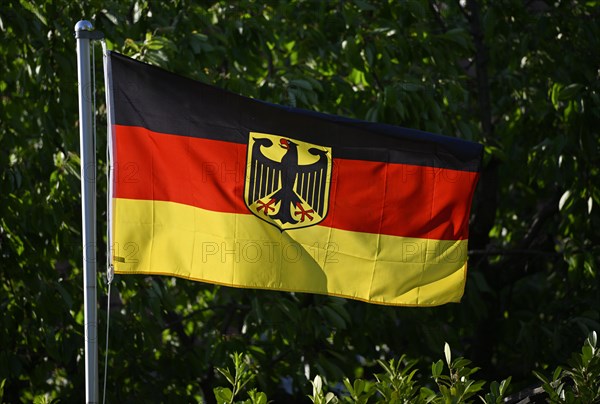 German flag with federal eagle on flagpole