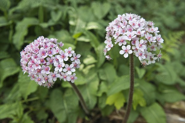 Indian rhubarb
