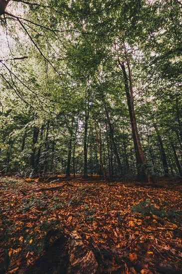 Leaves on the forest floor in the Deister forest near Hanover