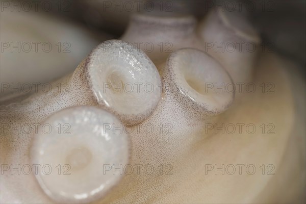 Suction cups on the tentacle of a freshly caught mexican four-eyed octopus