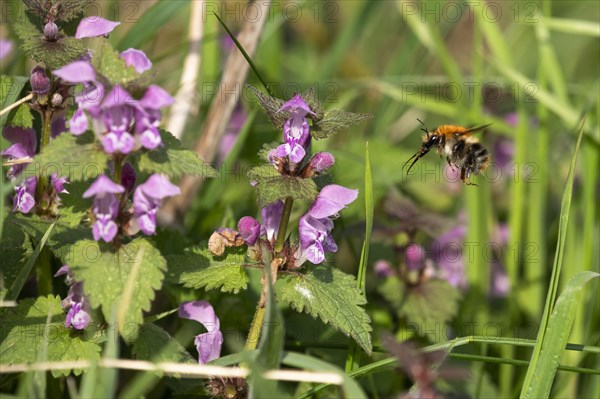 Common carder-bee