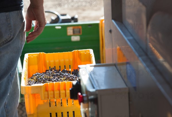 Vintner standing next to crate of freshly picked grapes ready for processing