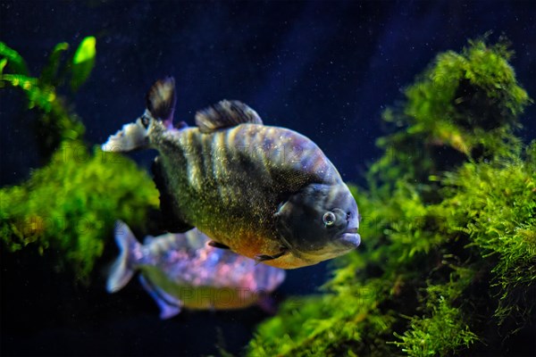 Red-bellied piranha