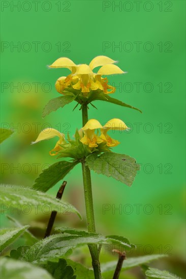 Yellow archangel