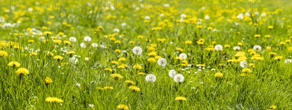 Meadow with dandelion