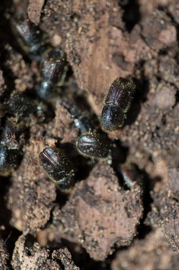 European spruce bark beetle