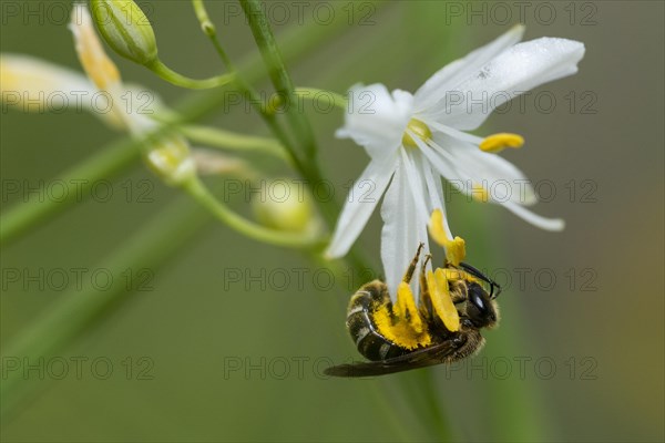 Sweat bee