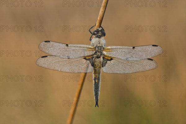 Four-spotted chaser