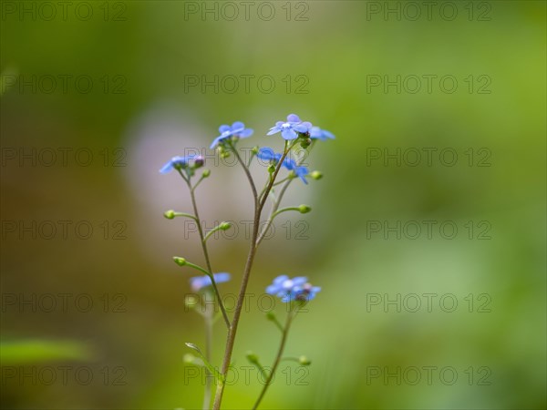 Wood forget-me-not