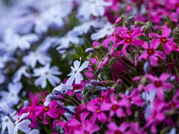 Flowering creeping phlox