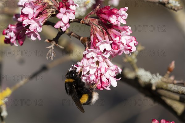 Large earth bumblebee