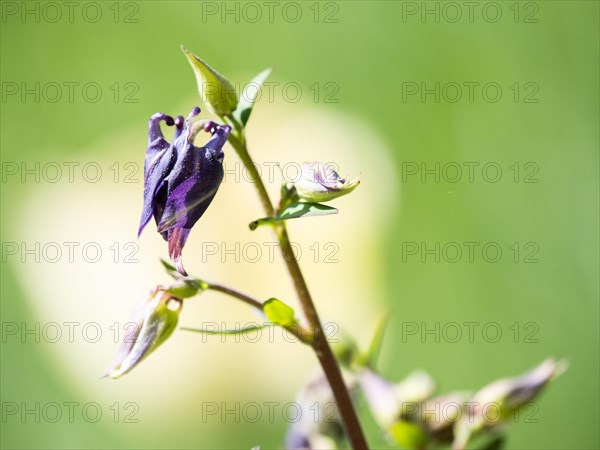 European columbine