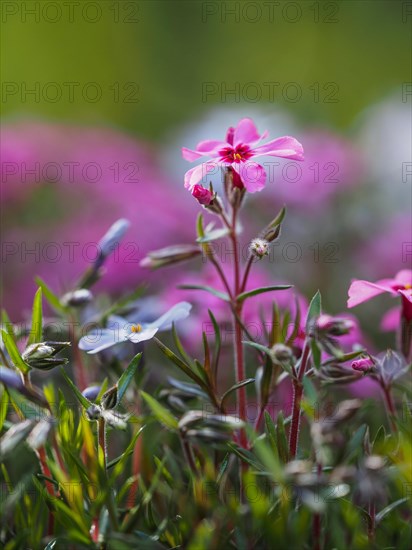 Flowering creeping phlox