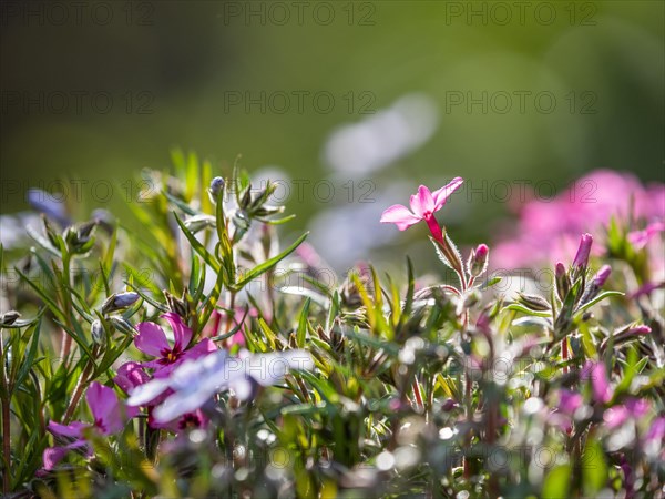 Flowering creeping phlox