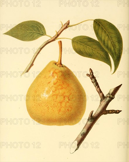 Birne der Sorte Saint Andre Pear