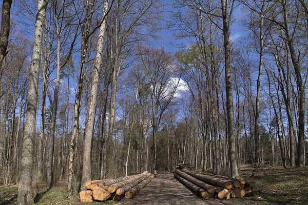 Stacked european spruce