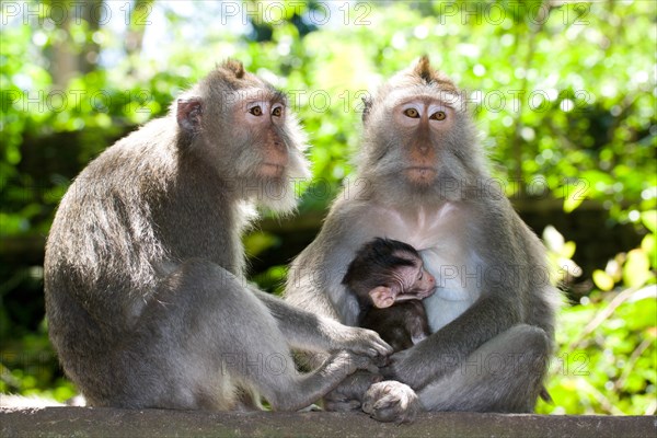 Monkey family