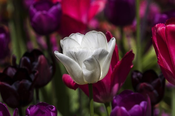 Flowering tulips