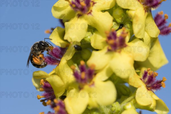 Sweat bee