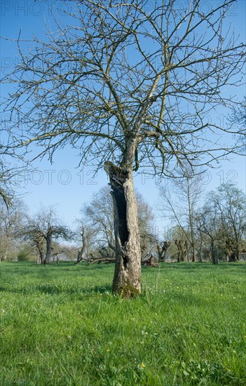 Orchard meadow as nature conservation area