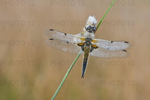 Four-spotted chaser