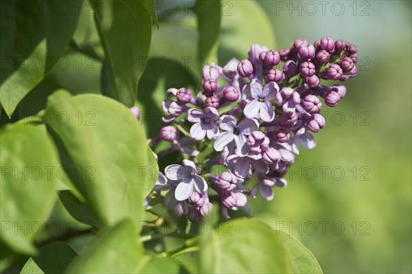 Common lilac