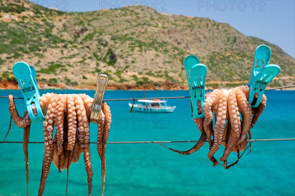 Fresh octopus drying on the rope on sun with turquoise water of Aegean sea with fishing boat on background